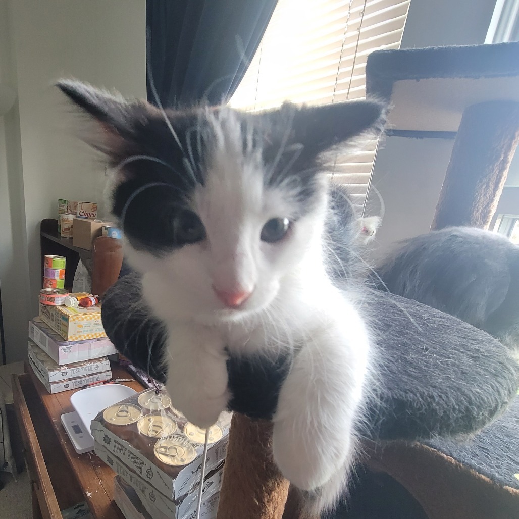 Rotini (needs buddy)