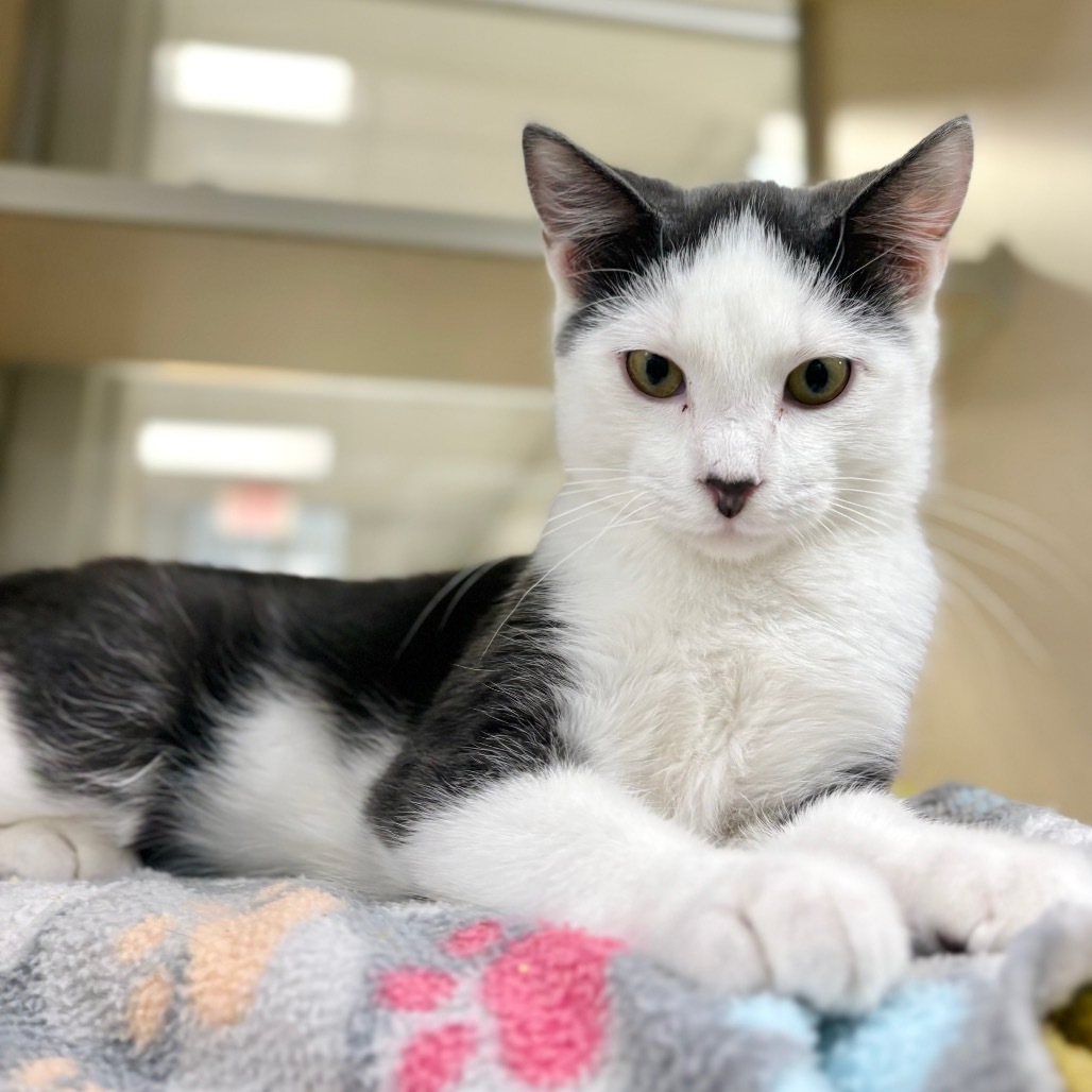 Winston, an adoptable Domestic Medium Hair in Great Falls, MT, 59404 | Photo Image 1