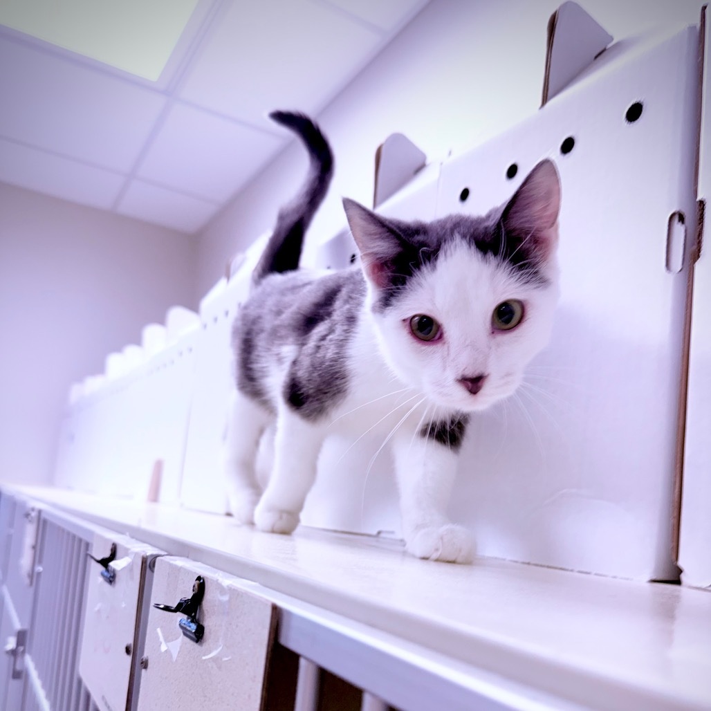 Winston, an adoptable Domestic Medium Hair in Great Falls, MT, 59404 | Photo Image 2