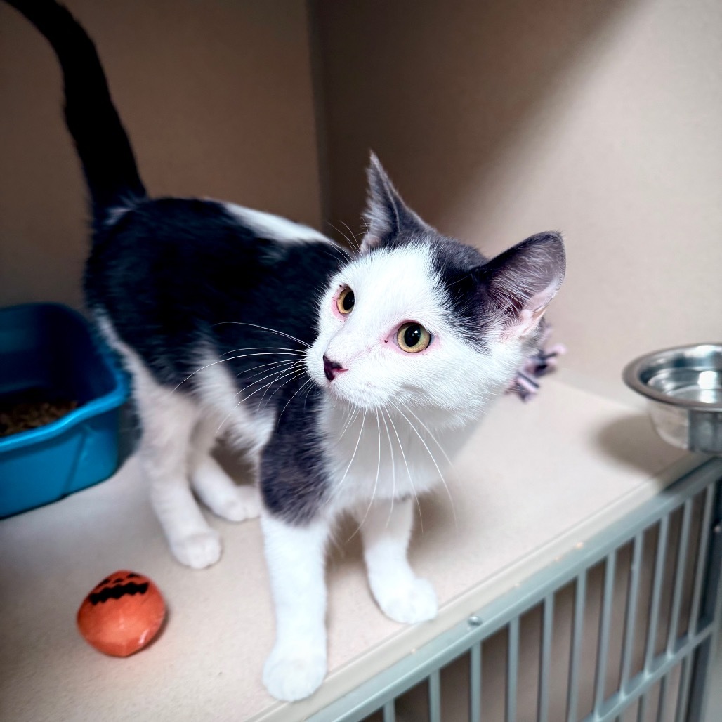 Winston, an adoptable Domestic Medium Hair in Great Falls, MT, 59404 | Photo Image 3