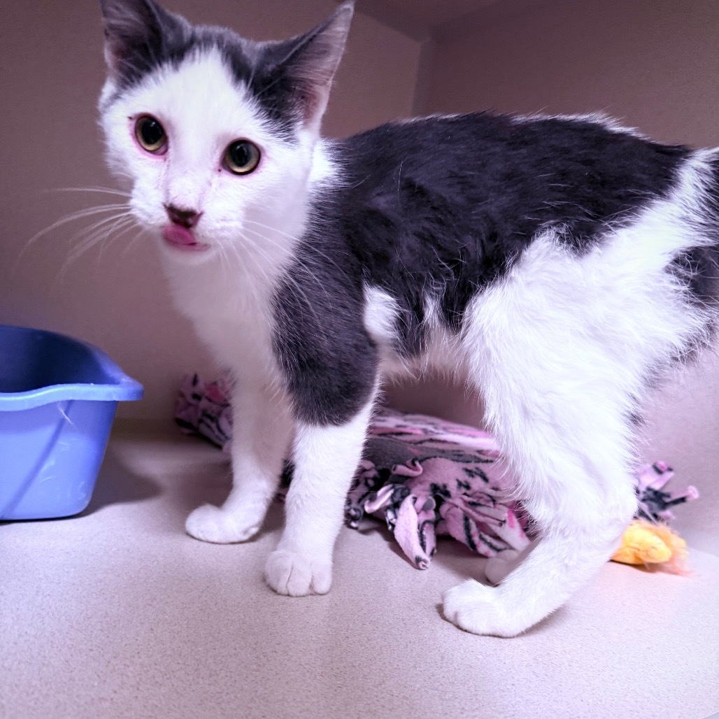 Winston, an adoptable Domestic Medium Hair in Great Falls, MT, 59404 | Photo Image 4