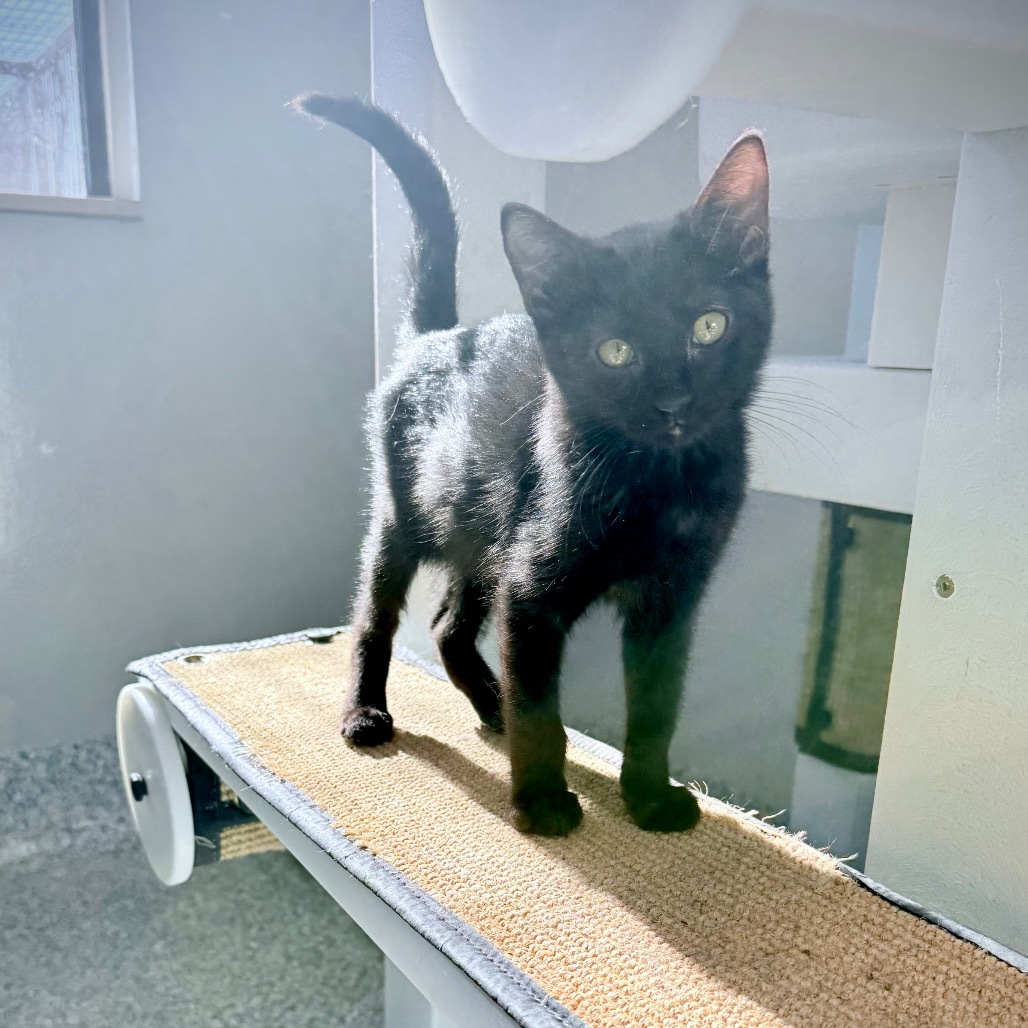 Ollie, an adoptable Domestic Short Hair in Great Falls, MT, 59404 | Photo Image 1