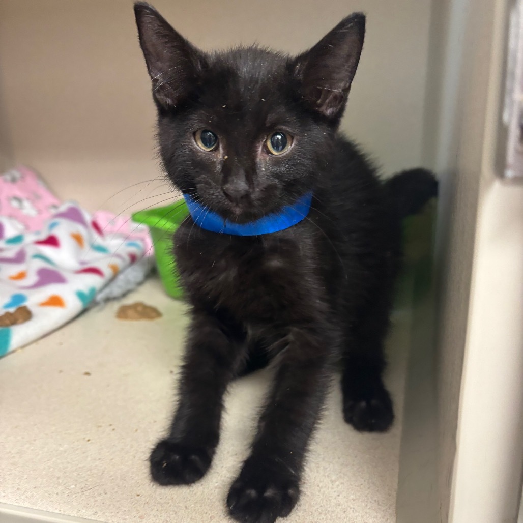 Ollie, an adoptable Domestic Short Hair in Great Falls, MT, 59404 | Photo Image 2