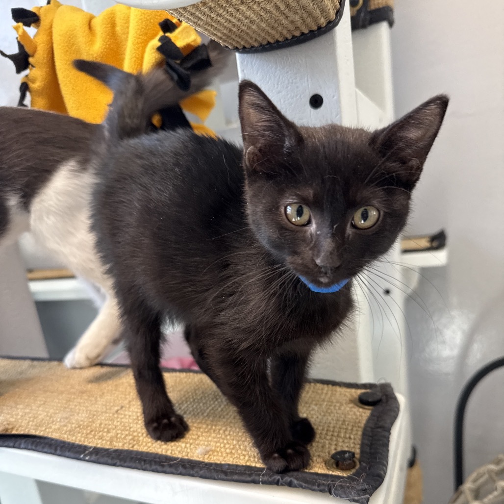 Ollie, an adoptable Domestic Short Hair in Great Falls, MT, 59404 | Photo Image 3