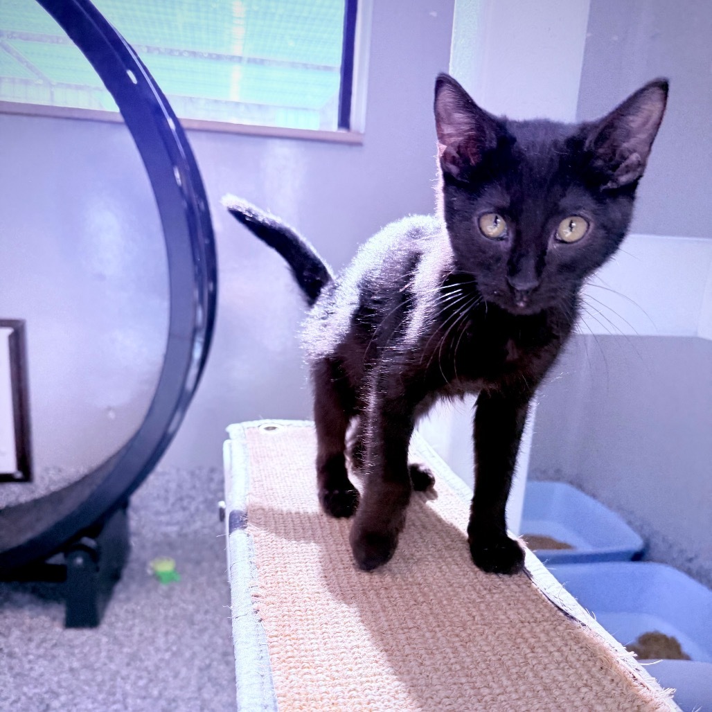Ollie, an adoptable Domestic Short Hair in Great Falls, MT, 59404 | Photo Image 4