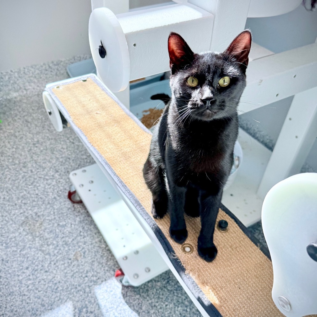 Orion, an adoptable Domestic Short Hair in Great Falls, MT, 59404 | Photo Image 1