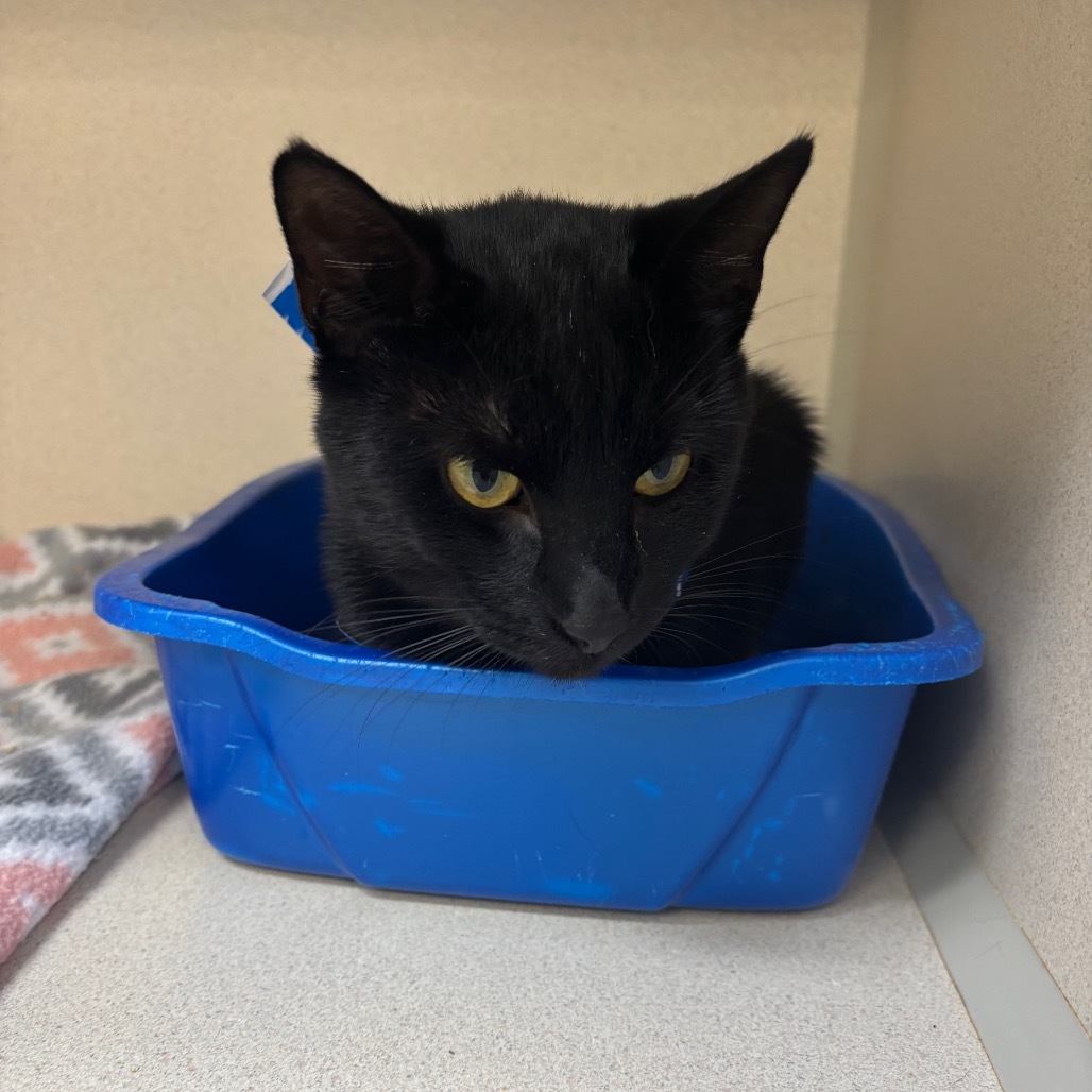 Orion, an adoptable Domestic Short Hair in Great Falls, MT, 59404 | Photo Image 2