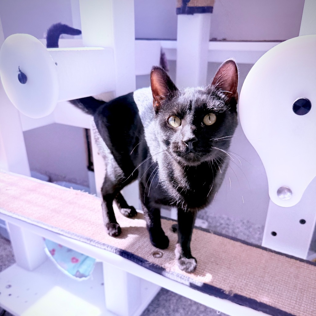 Orion, an adoptable Domestic Short Hair in Great Falls, MT, 59404 | Photo Image 3