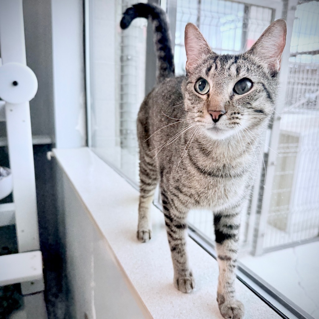 Pedro, an adoptable Domestic Short Hair in Great Falls, MT, 59404 | Photo Image 1