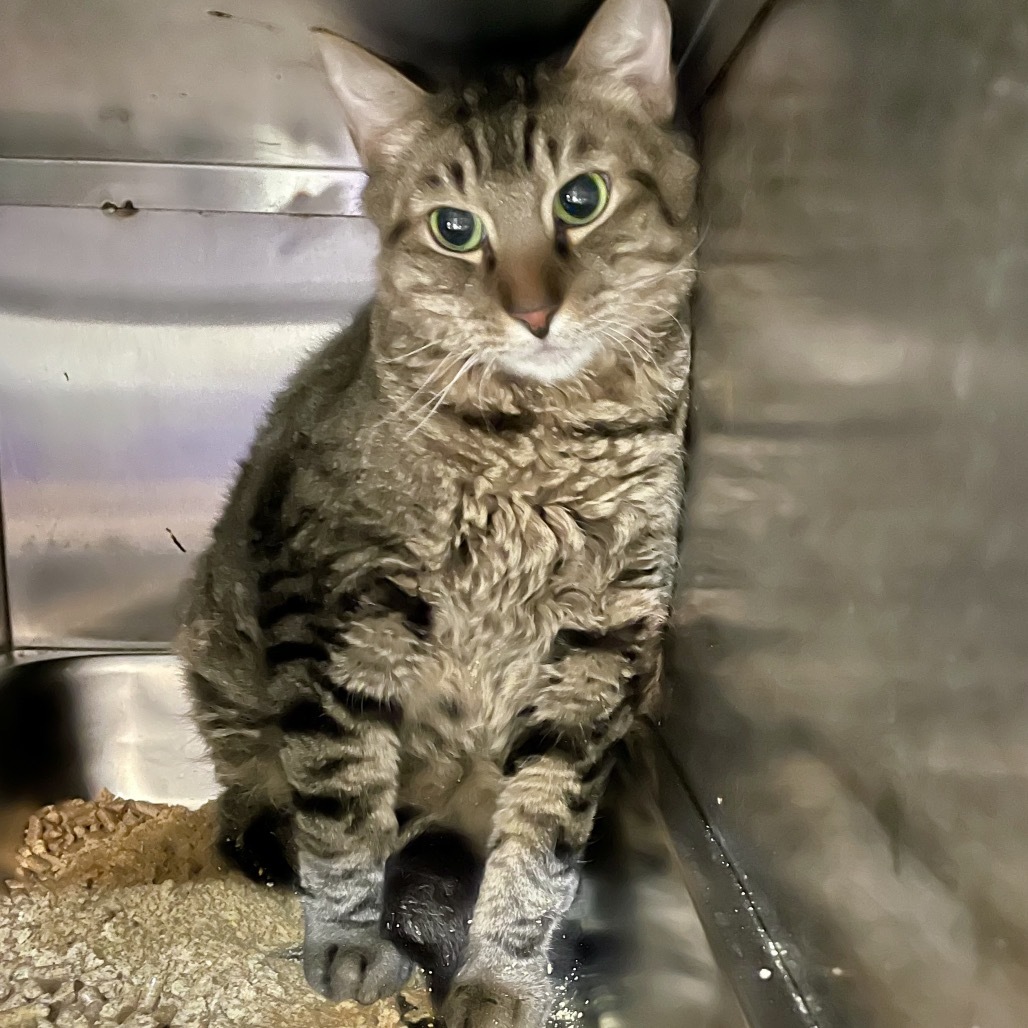 Pedro, an adoptable Domestic Short Hair in Great Falls, MT, 59404 | Photo Image 2