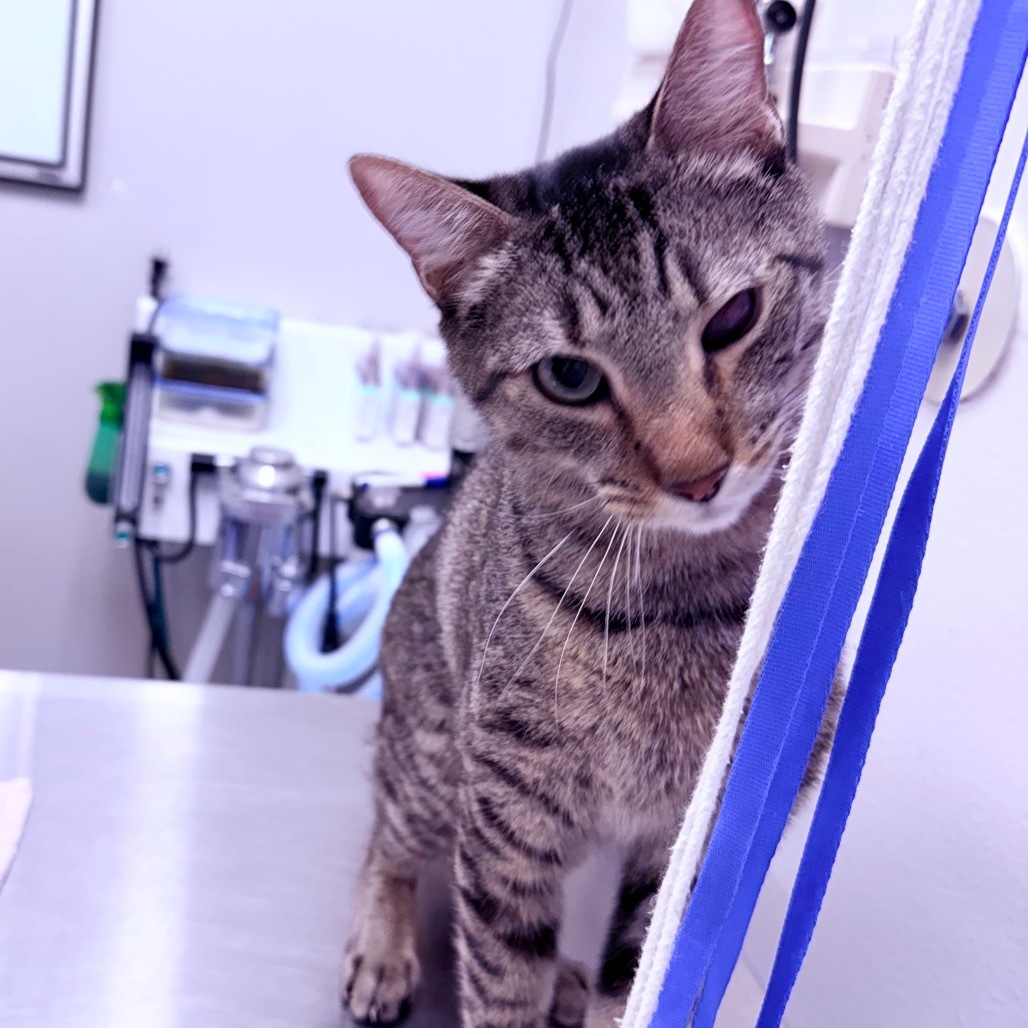 Pedro, an adoptable Domestic Short Hair in Great Falls, MT, 59404 | Photo Image 2