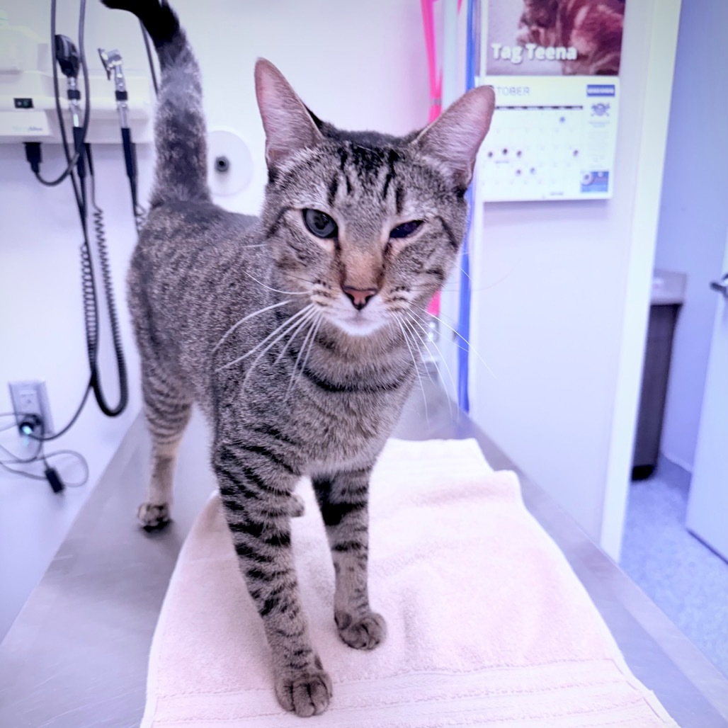 Pedro, an adoptable Domestic Short Hair in Great Falls, MT, 59404 | Photo Image 3