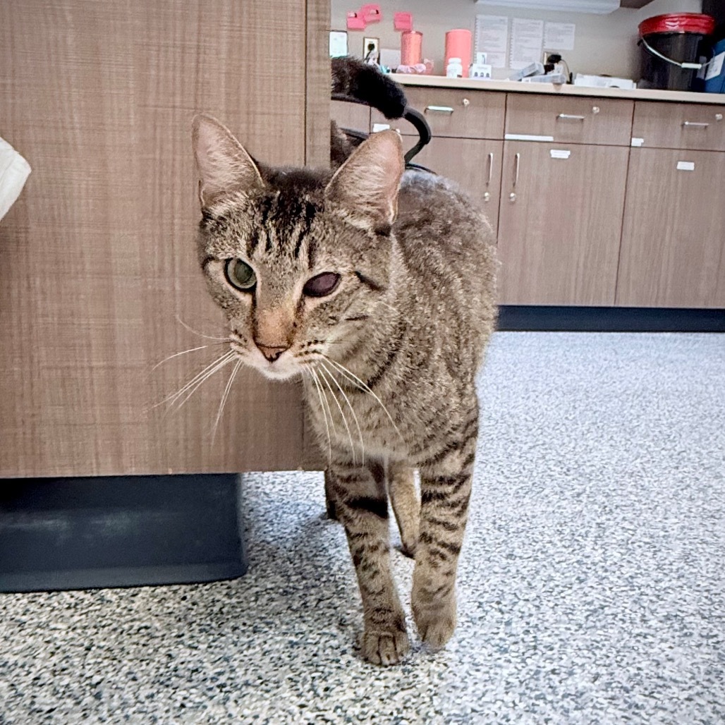 Pedro, an adoptable Domestic Short Hair in Great Falls, MT, 59404 | Photo Image 5