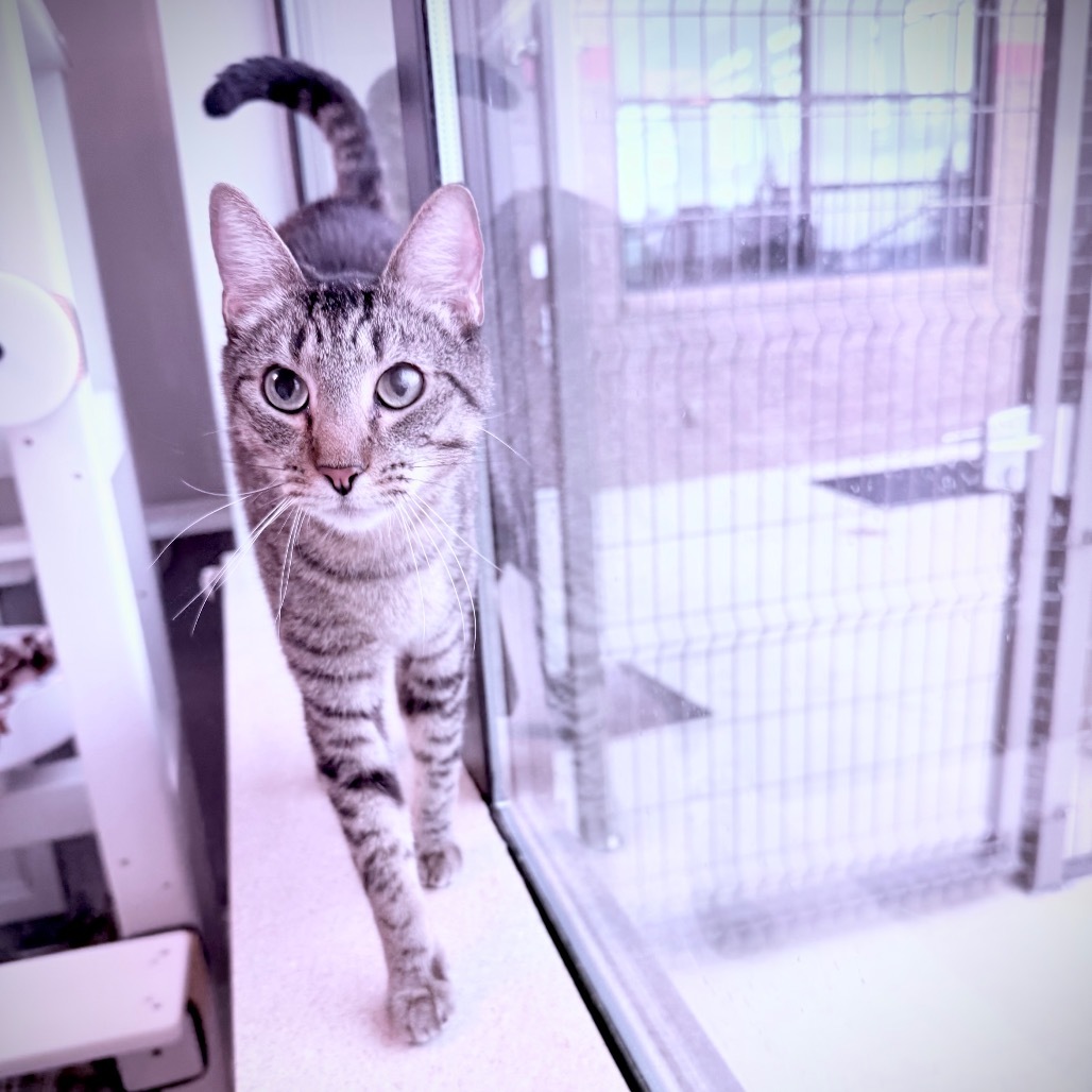 Pedro, an adoptable Domestic Short Hair in Great Falls, MT, 59404 | Photo Image 5