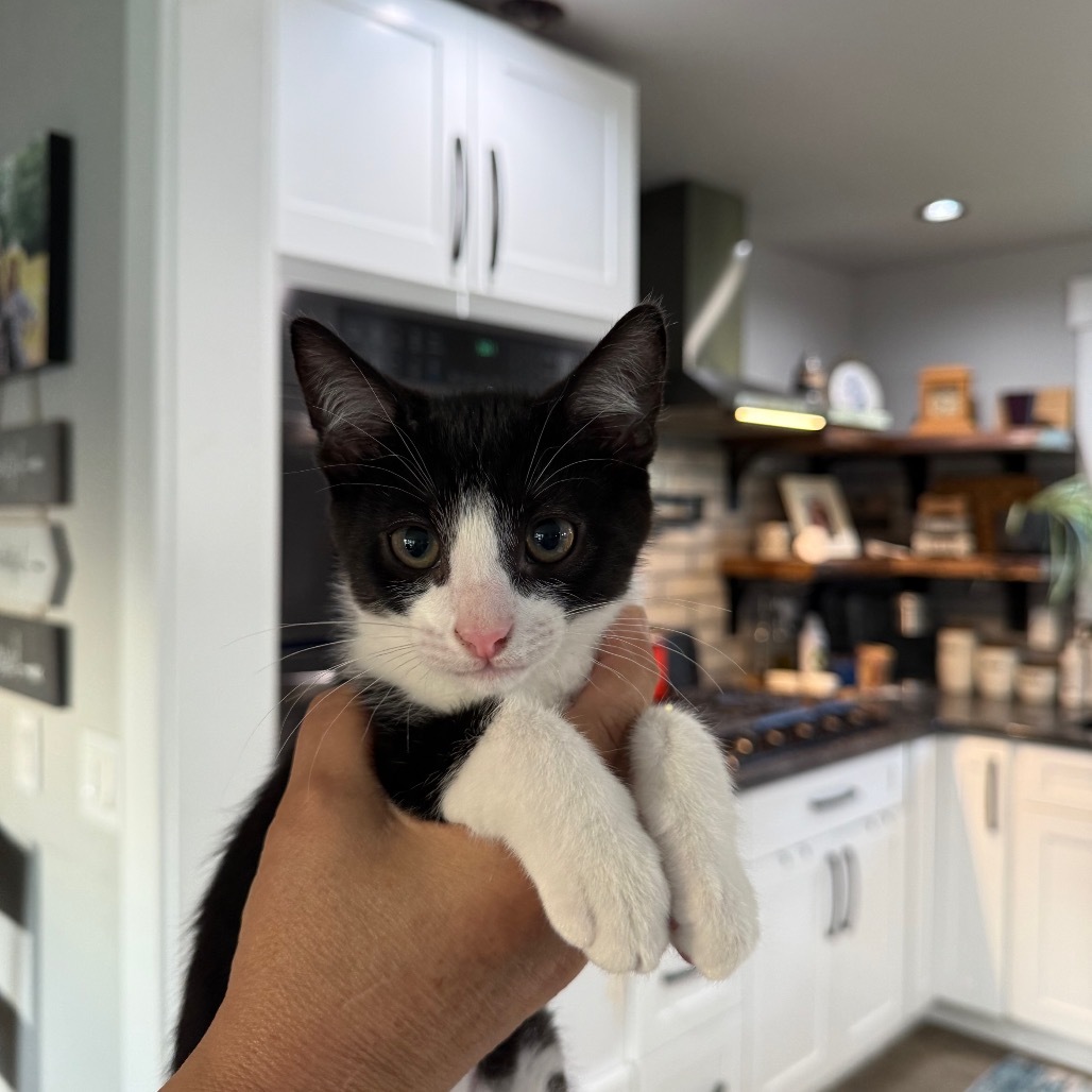 Domino