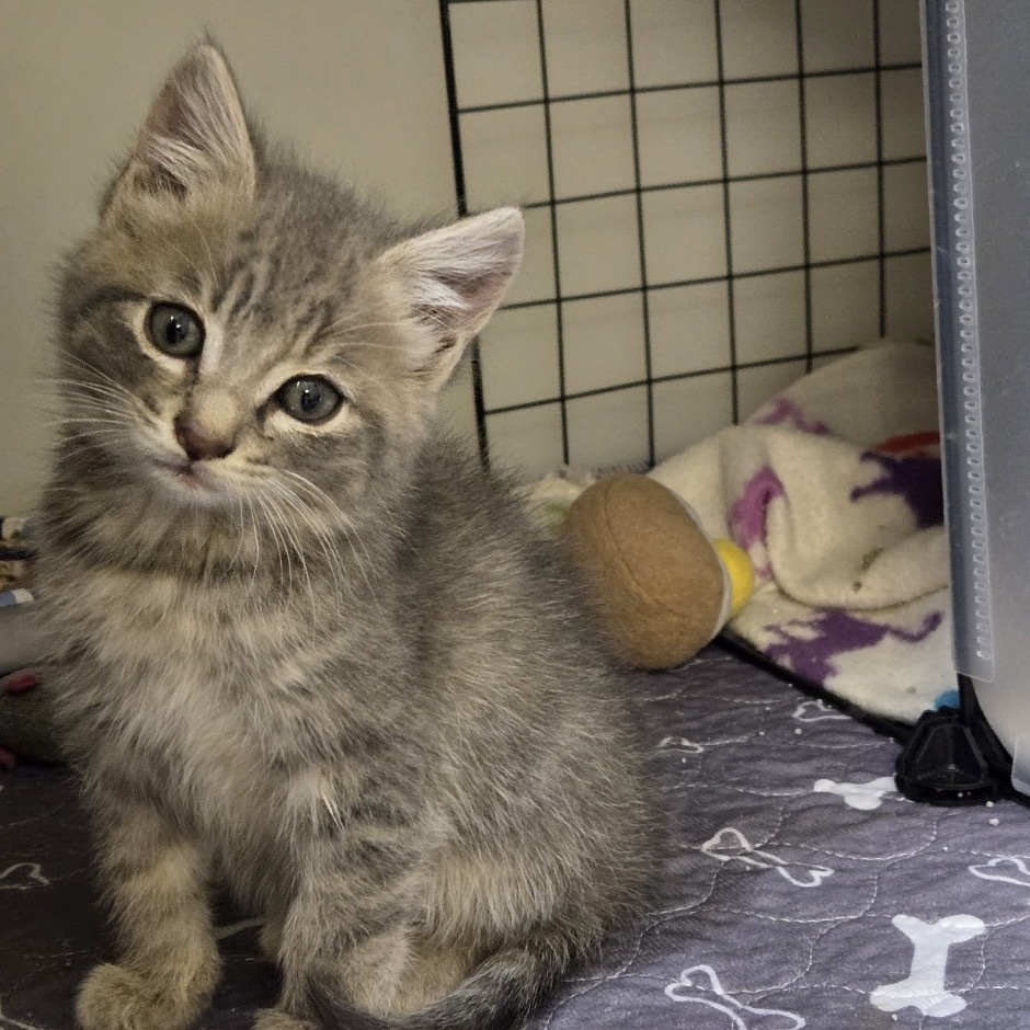 Shasta, an adoptable Domestic Short Hair in Baker City, OR, 97814 | Photo Image 1
