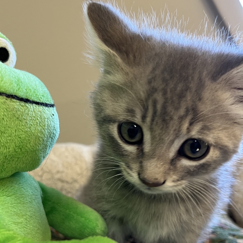 Shasta, an adoptable Domestic Short Hair in Baker City, OR, 97814 | Photo Image 2