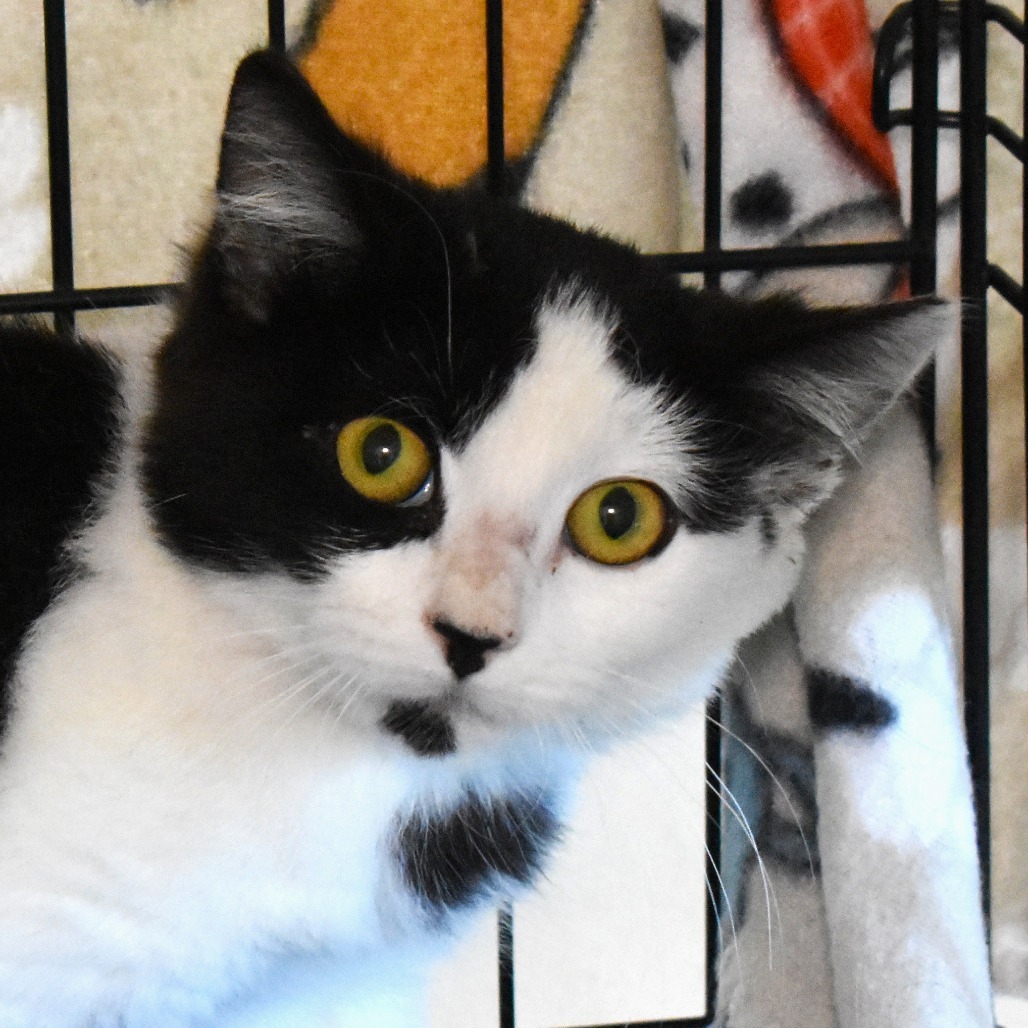 Gaslight, an adoptable Domestic Short Hair in Rifle, CO, 81650 | Photo Image 1