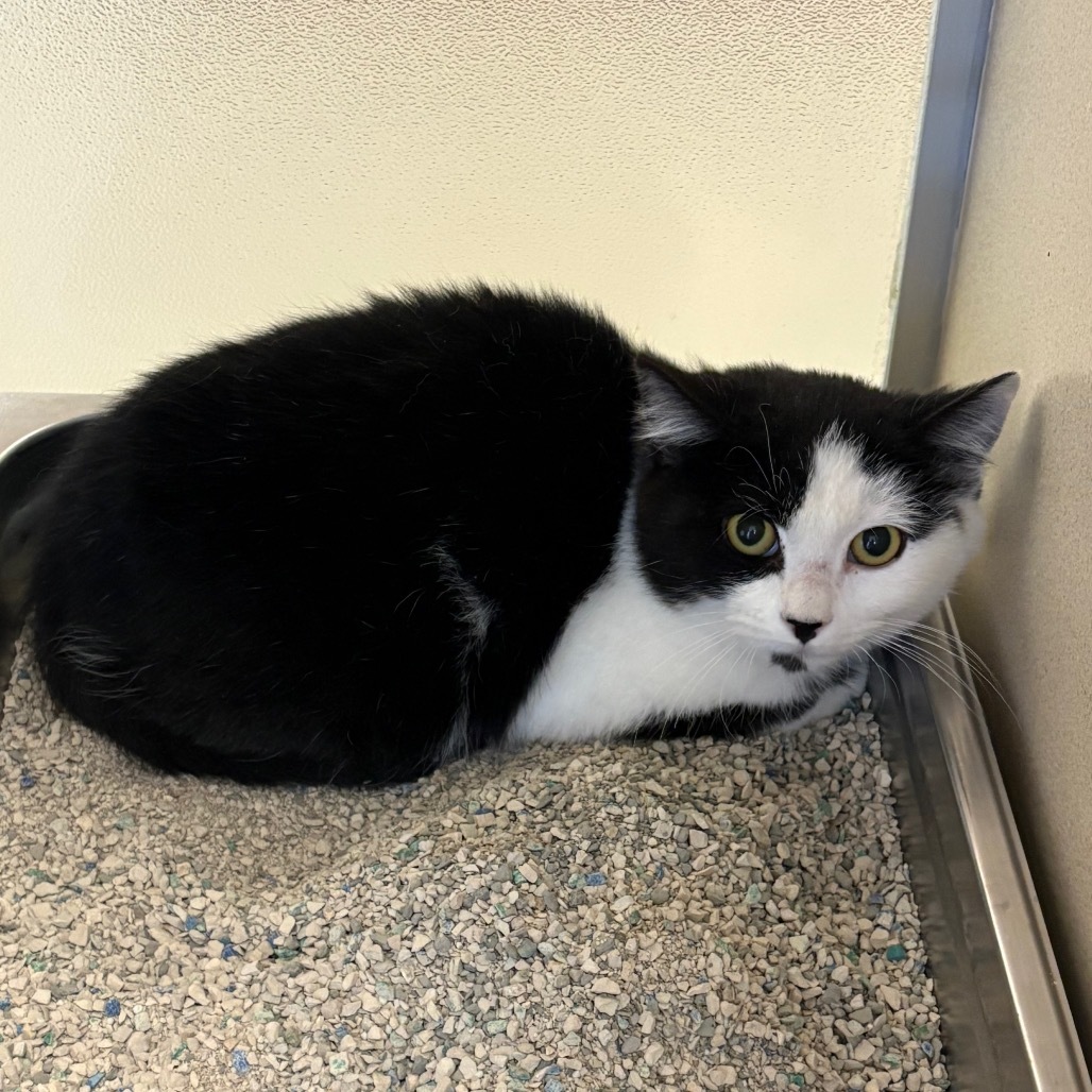 Gaslight, an adoptable Domestic Short Hair in Rifle, CO, 81650 | Photo Image 2