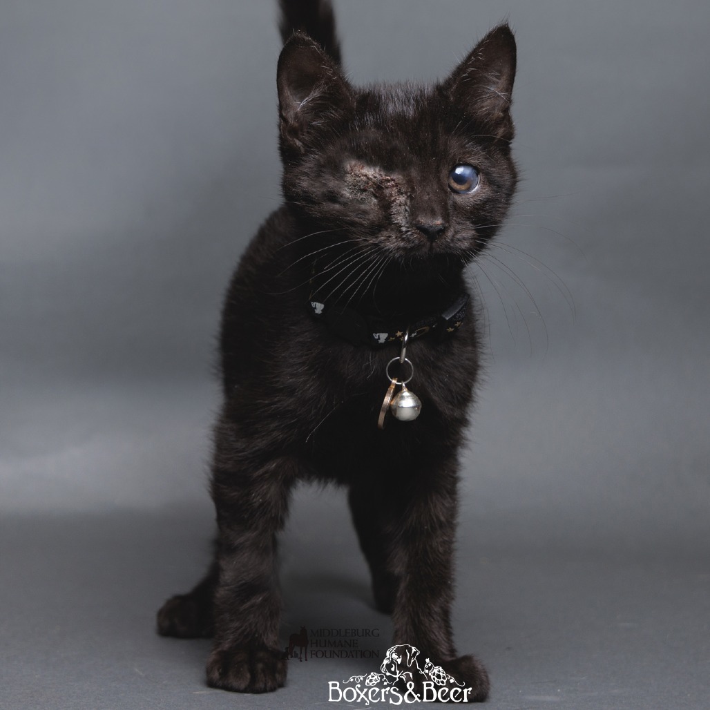 Niko (pending adoption)