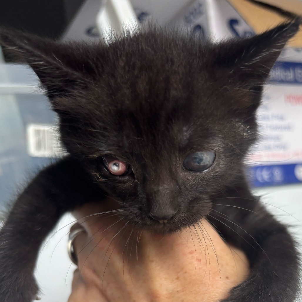 Niko (pending adoption)