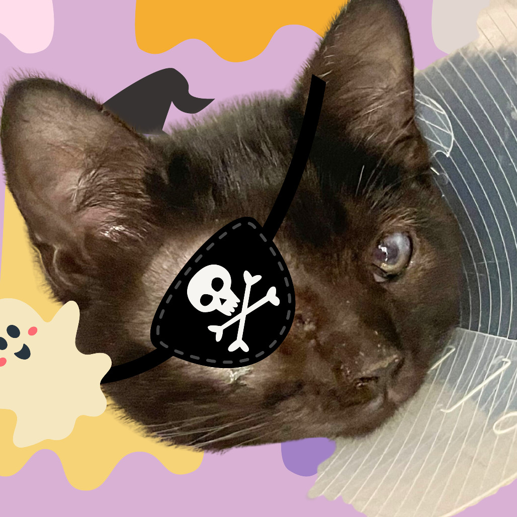 Niko (pending adoption)