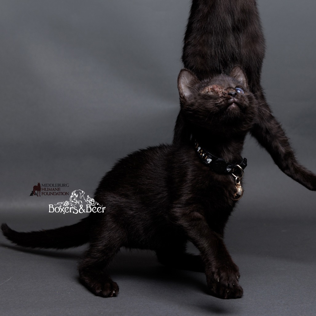 Niko (pending adoption)