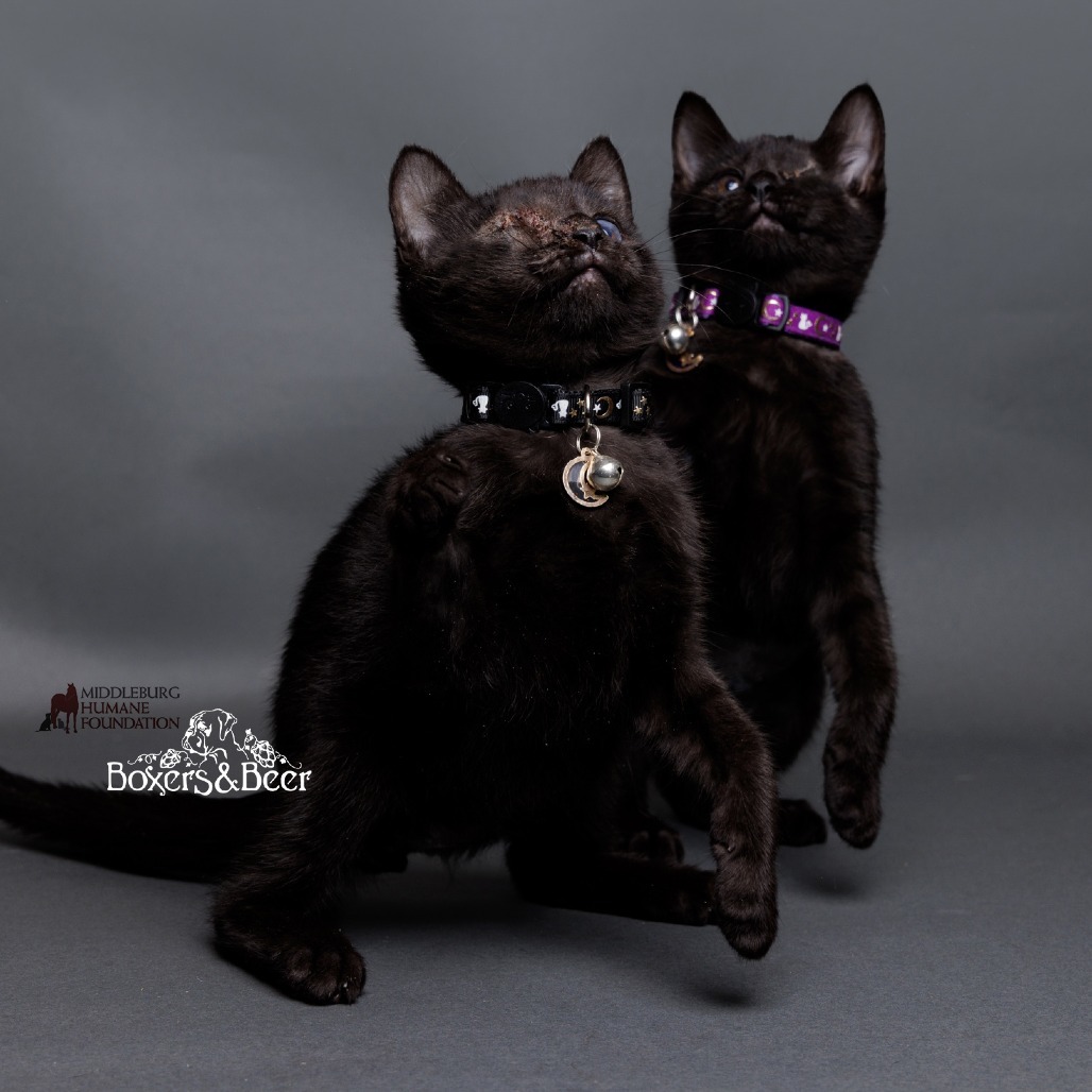 Niko (pending adoption)