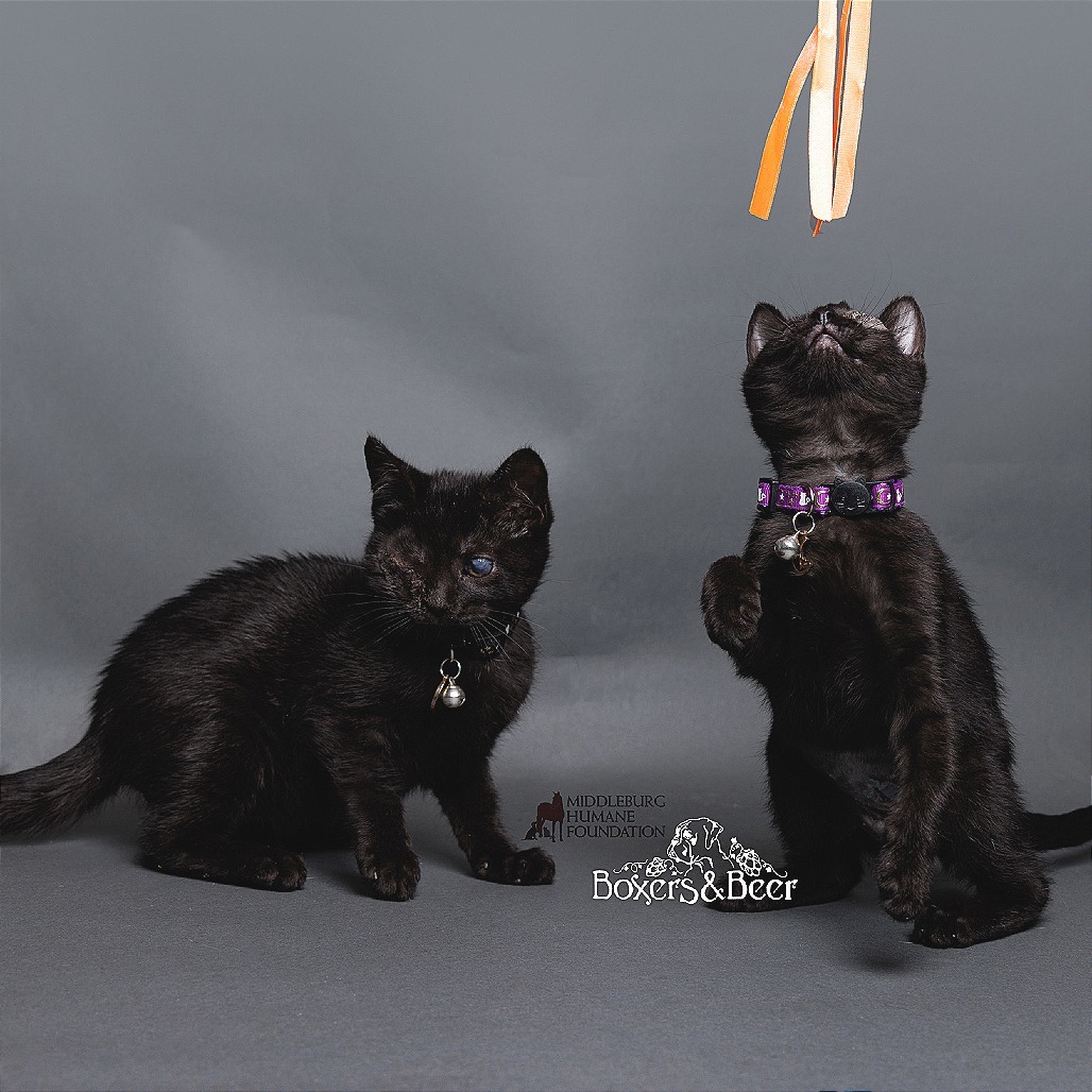 Niko (pending adoption)