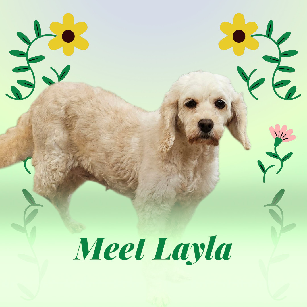 Layla D6112, an adoptable Cockapoo in minneapolis, MN, 55417 | Photo Image 1