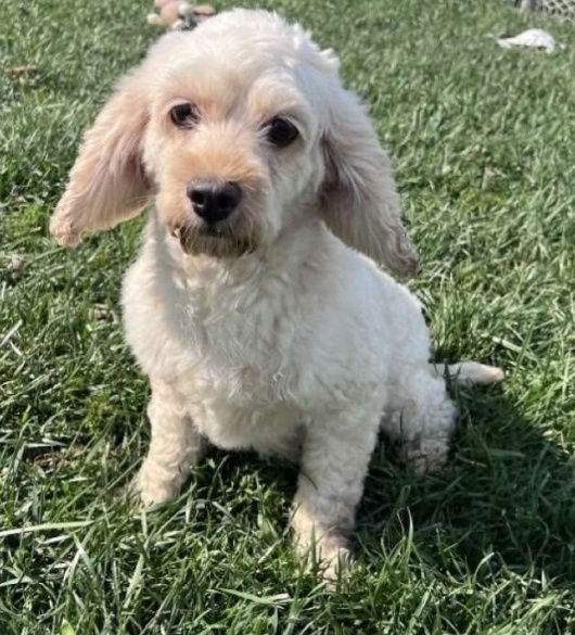 Layla D6112, an adoptable Cockapoo in minneapolis, MN, 55417 | Photo Image 2