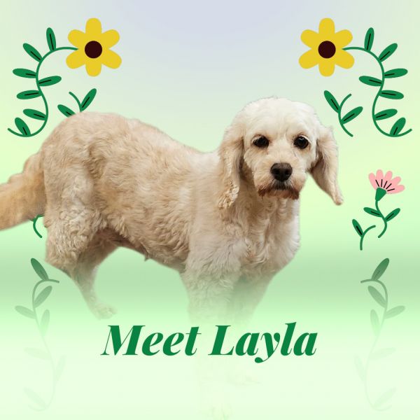 Layla D thumbnail 2