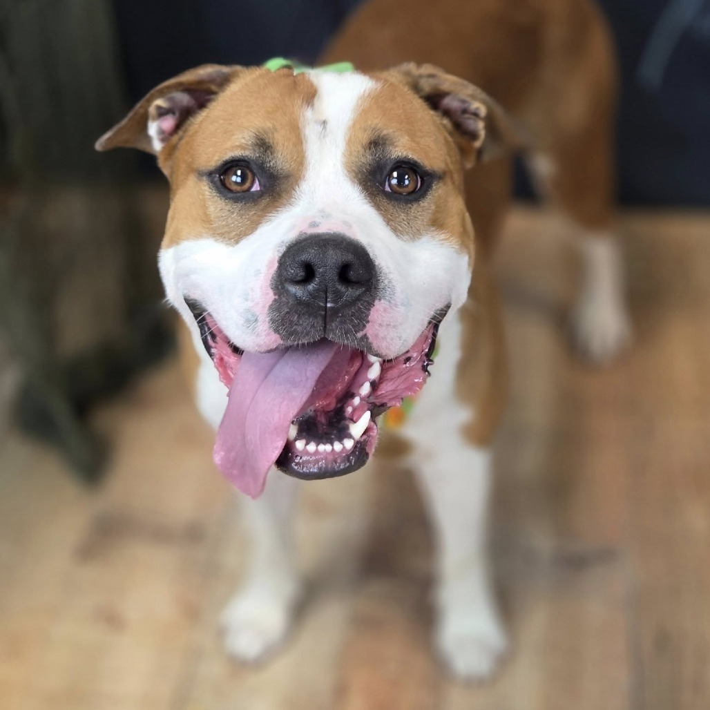 Larkspur (Sponsored)