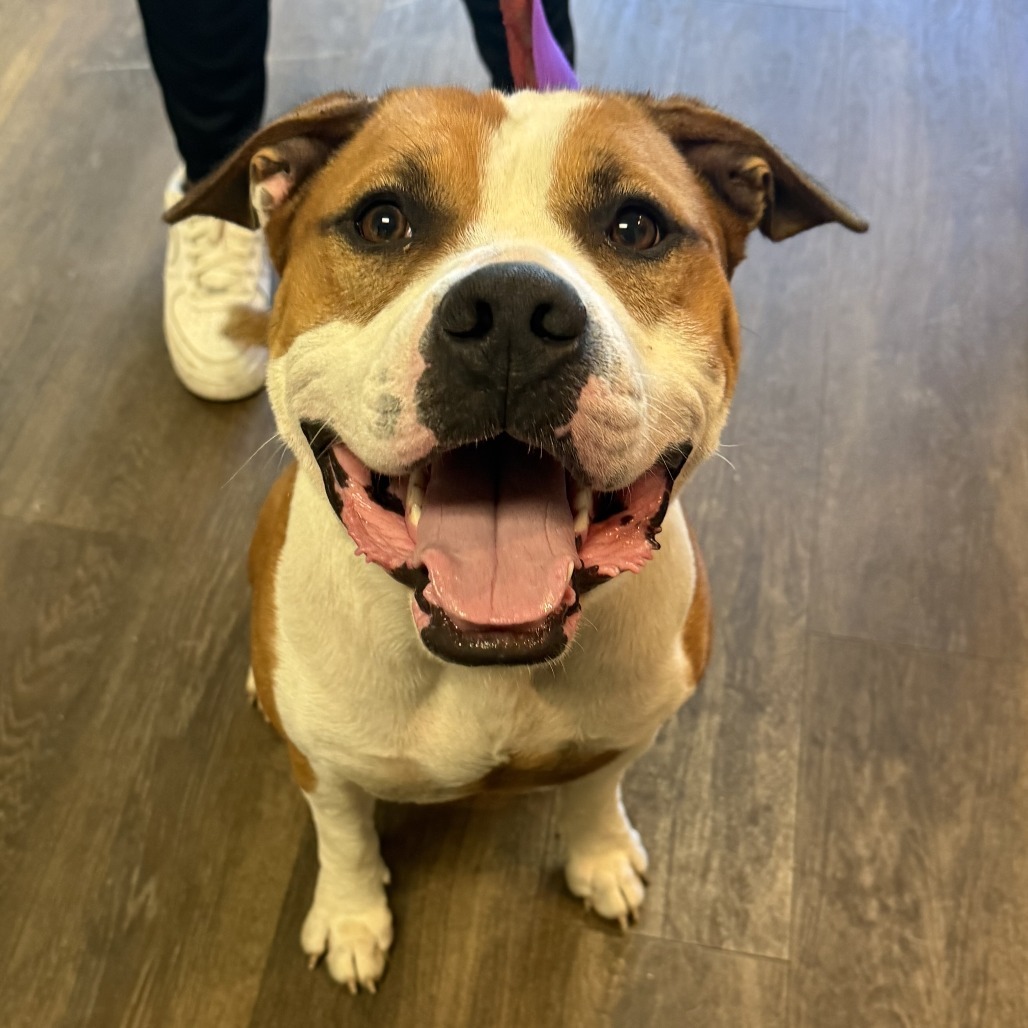 Larkspur (Sponsored)