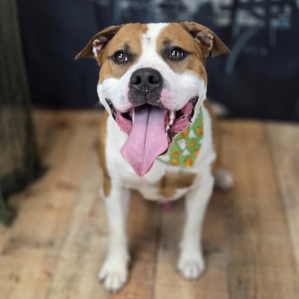 Larkspur (Sponsored)