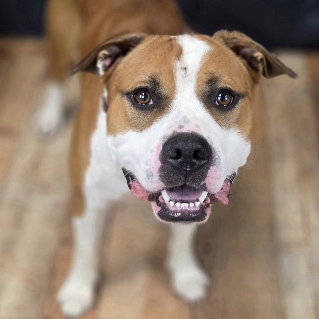 Larkspur (Sponsored)