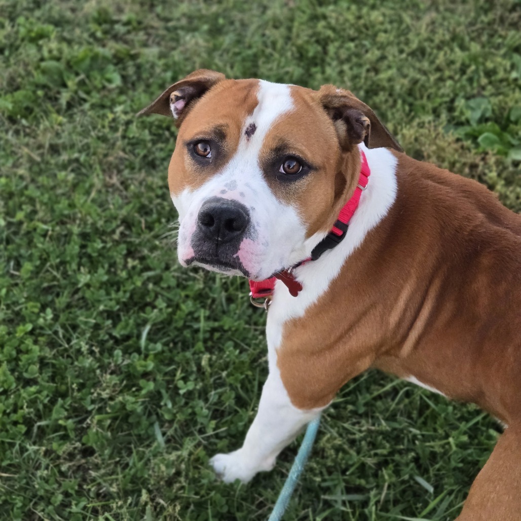 Larkspur (Sponsored)