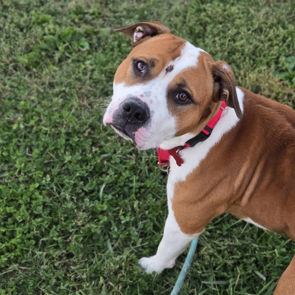 Larkspur (Sponsored)