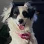 Betty Boop, an adoptable Papillon, Dachshund in Phoenix, AZ, 85027 | Photo Image 2