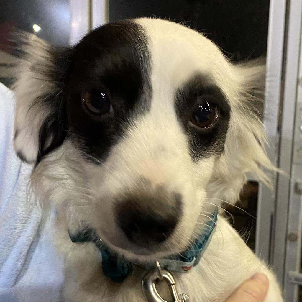 Betty Boop, an adoptable Papillon, Dachshund in Phoenix, AZ, 85027 | Photo Image 3