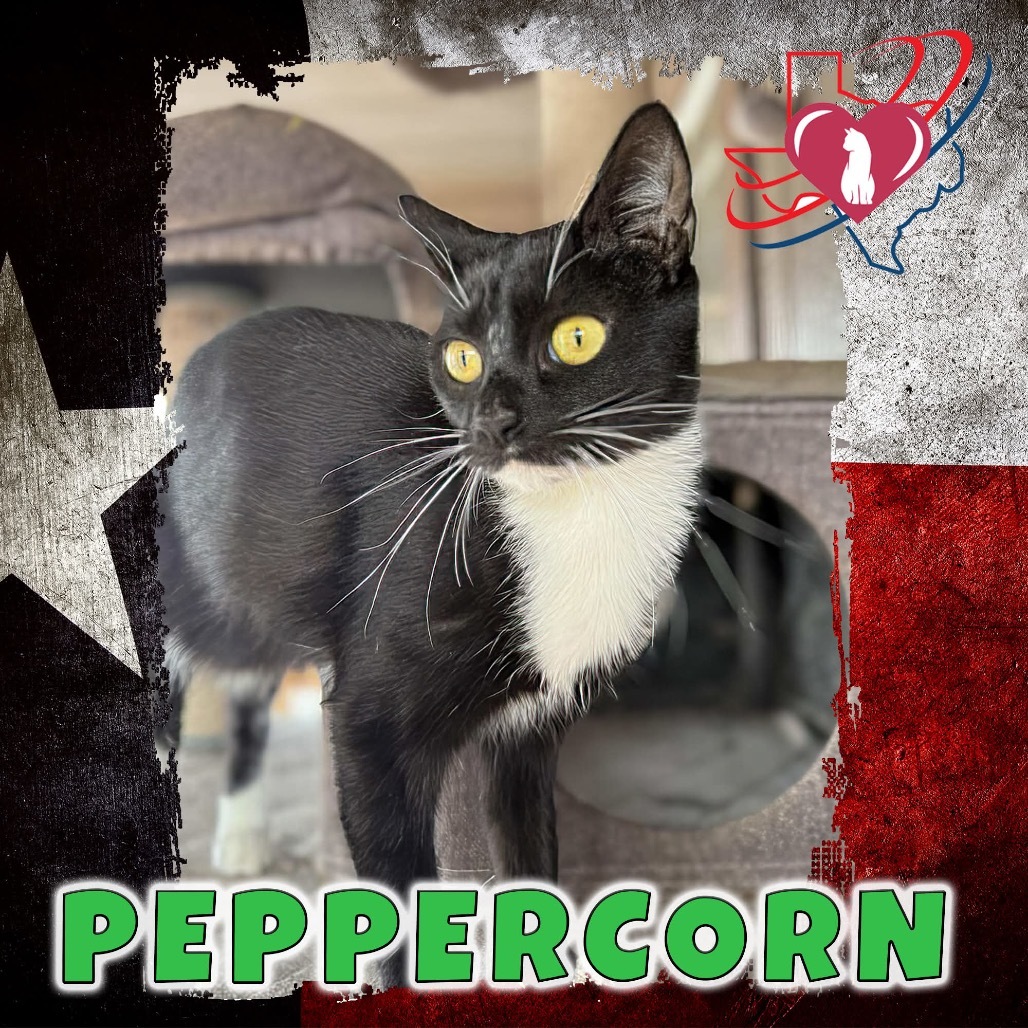 Peppercorn, an adoptable Domestic Short Hair in Kingman, AZ, 86401 | Photo Image 1