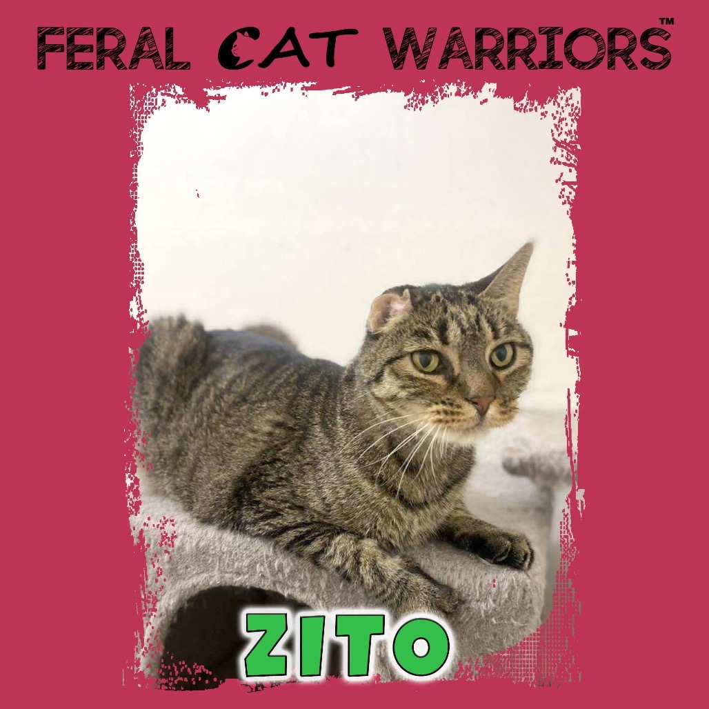 Zito, an adoptable Domestic Short Hair in Kingman, AZ, 86401 | Photo Image 1