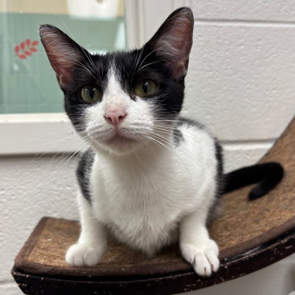 Butterscotch photo 1