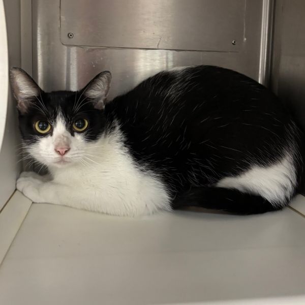 Butterscotch thumbnail 2