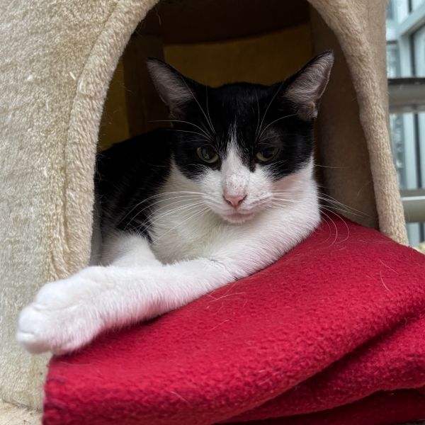 Butterscotch thumbnail 3