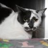 Freda