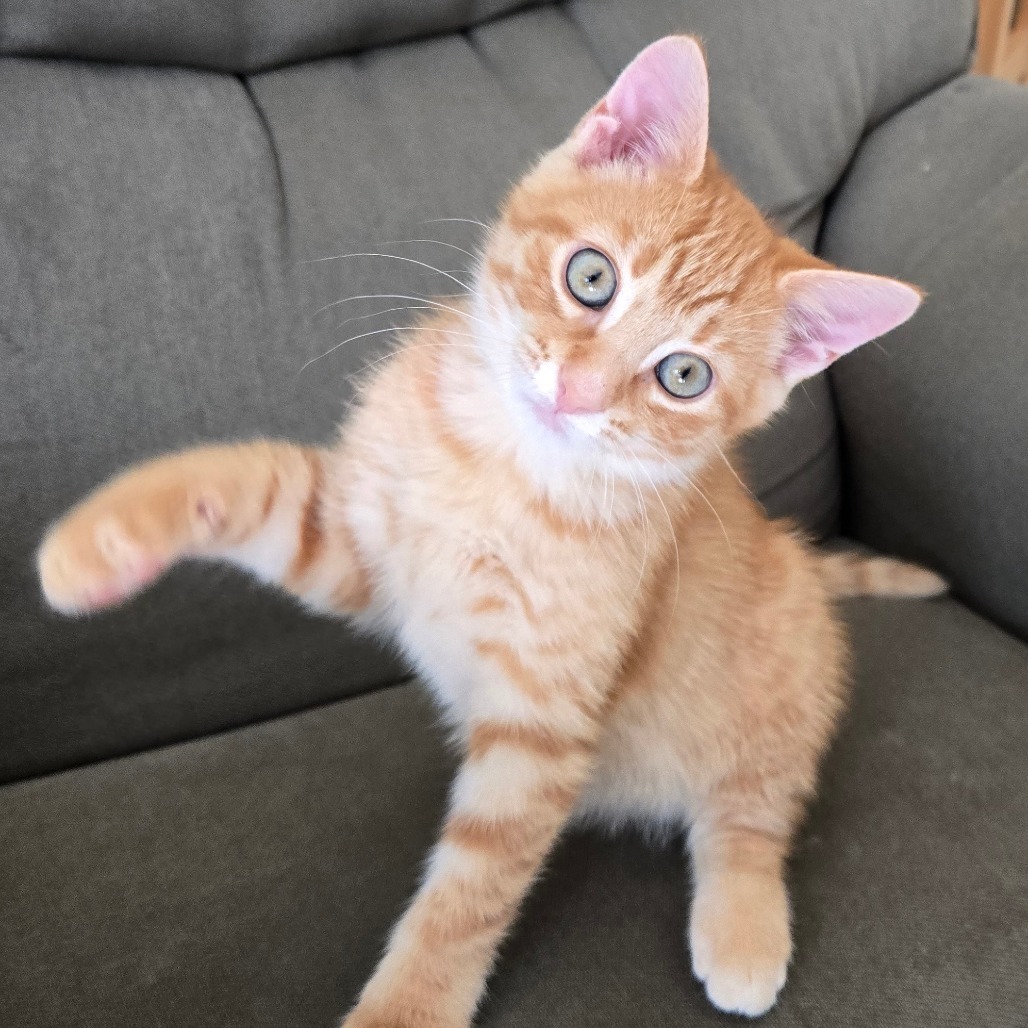 Tango