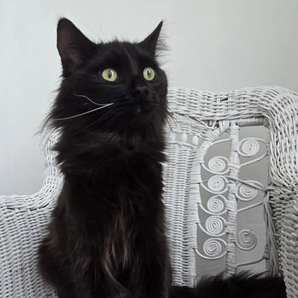 Midwest Meower photo 1