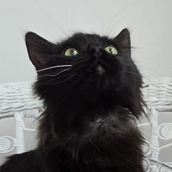 Midwest Meower thumbnail 2