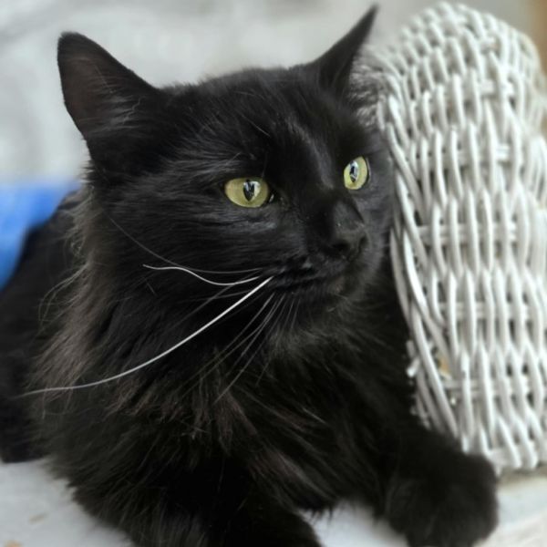 Midwest Meower thumbnail 3